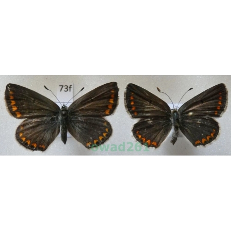 Aricia agestis (Denis & Schiffermüller, 1775) pair Poland73f